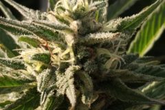 Cannabis close up