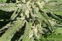 IMG_20210905_111215111-scaled