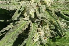 IMG_20210905_111217727-scaled