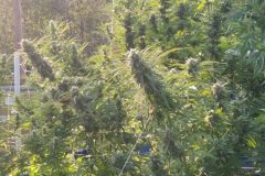 IMG_20210906_182209075-scaled