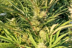 IMG_20210906_182348475_HDR-scaled