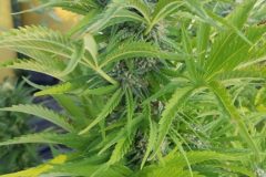 IMG_20210906_182356622-scaled