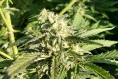 IMG_20210907_093420230_HDR-scaled