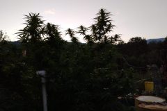 IMG_20210907_193927239-scaled