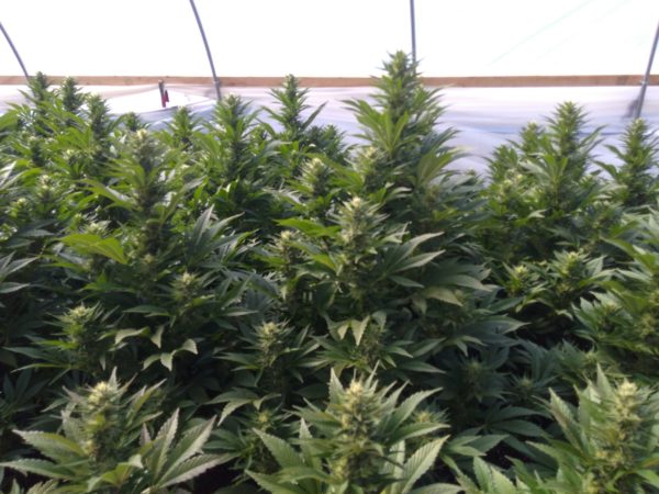 Greenhouse Grown T1 Hemp