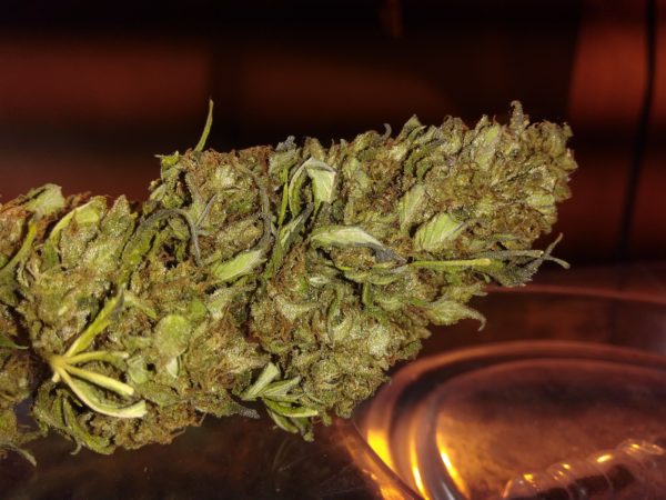 Cannabis Buds T1 phenotype Hemp Flower trichomes