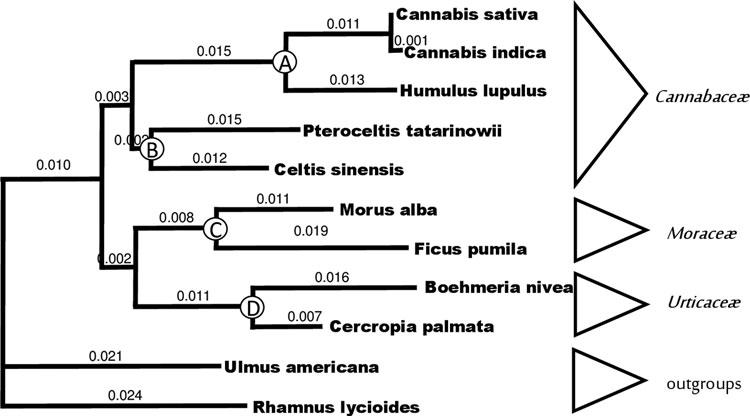 Phylogenetic tree Cannabis divergence dates