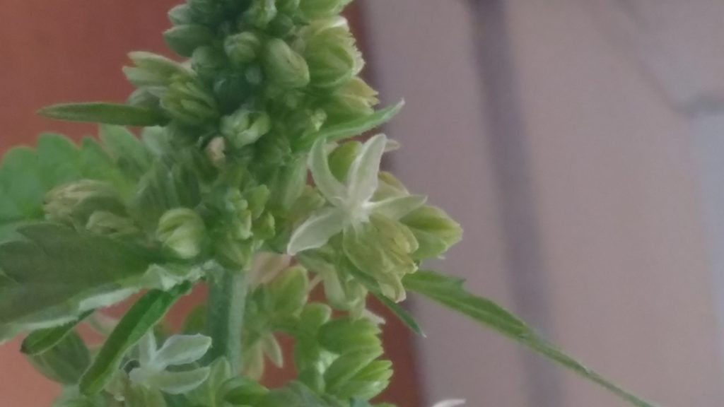 male cannabis flower producing pollen