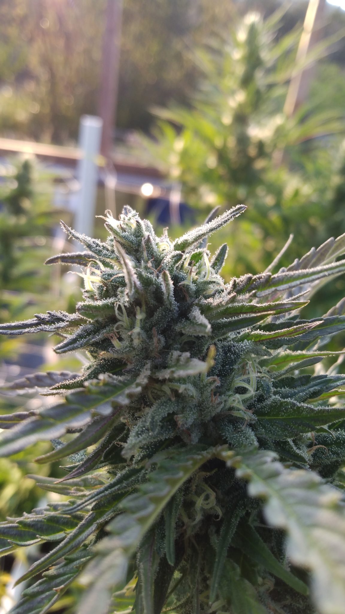 Cannabis Harvest 2021