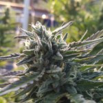 Cannabis Harvest 2021