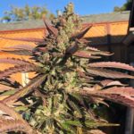 Organic Cannabis | Mandelbrot’s Oilspill Strain – Pre-Rolls | Eighths | Half Ounce | Ounces | Pounds
