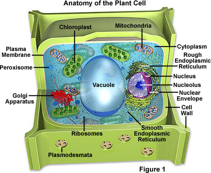 plant cell biology