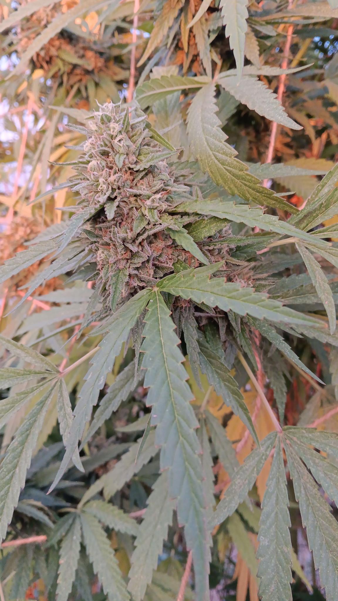 Grand Mesa Grown Grex 2024